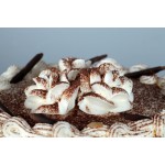 Fresh Cake Slices